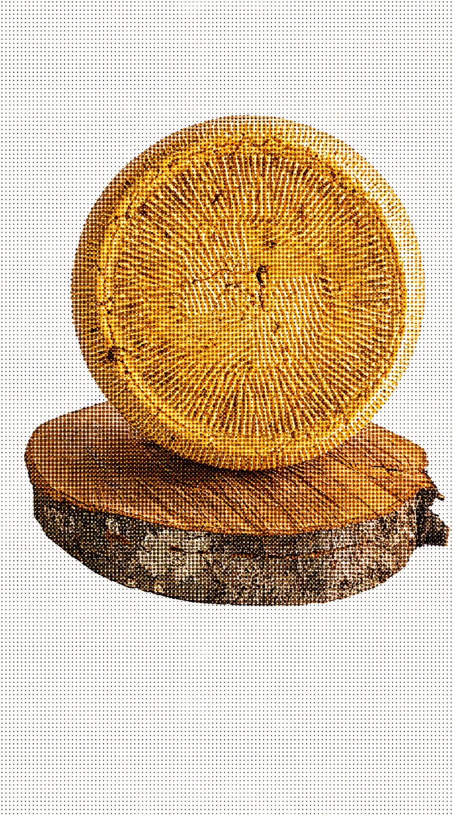 Il Vecchio, pecorino stagionato 360 giorni
